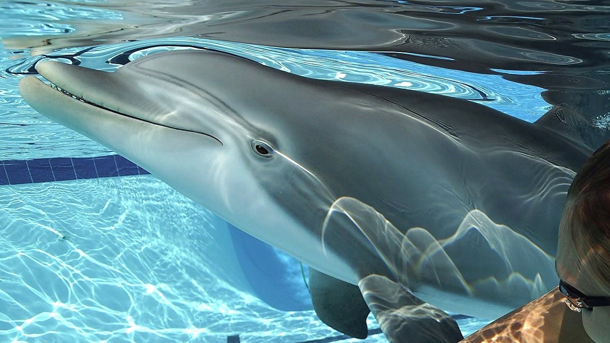 Oto hiperrealistyczny robo-delfin, który zastąpi żywe delfiny w ...