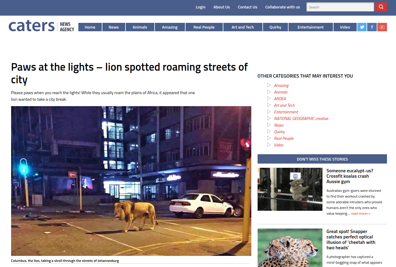 O lwie na ulicy stolicy RPA informowała Carters News Agency